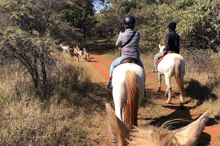 Viewing wildlife from Horseback
